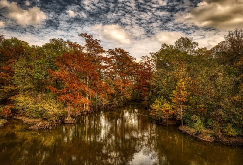 cypress trees, forest, woods