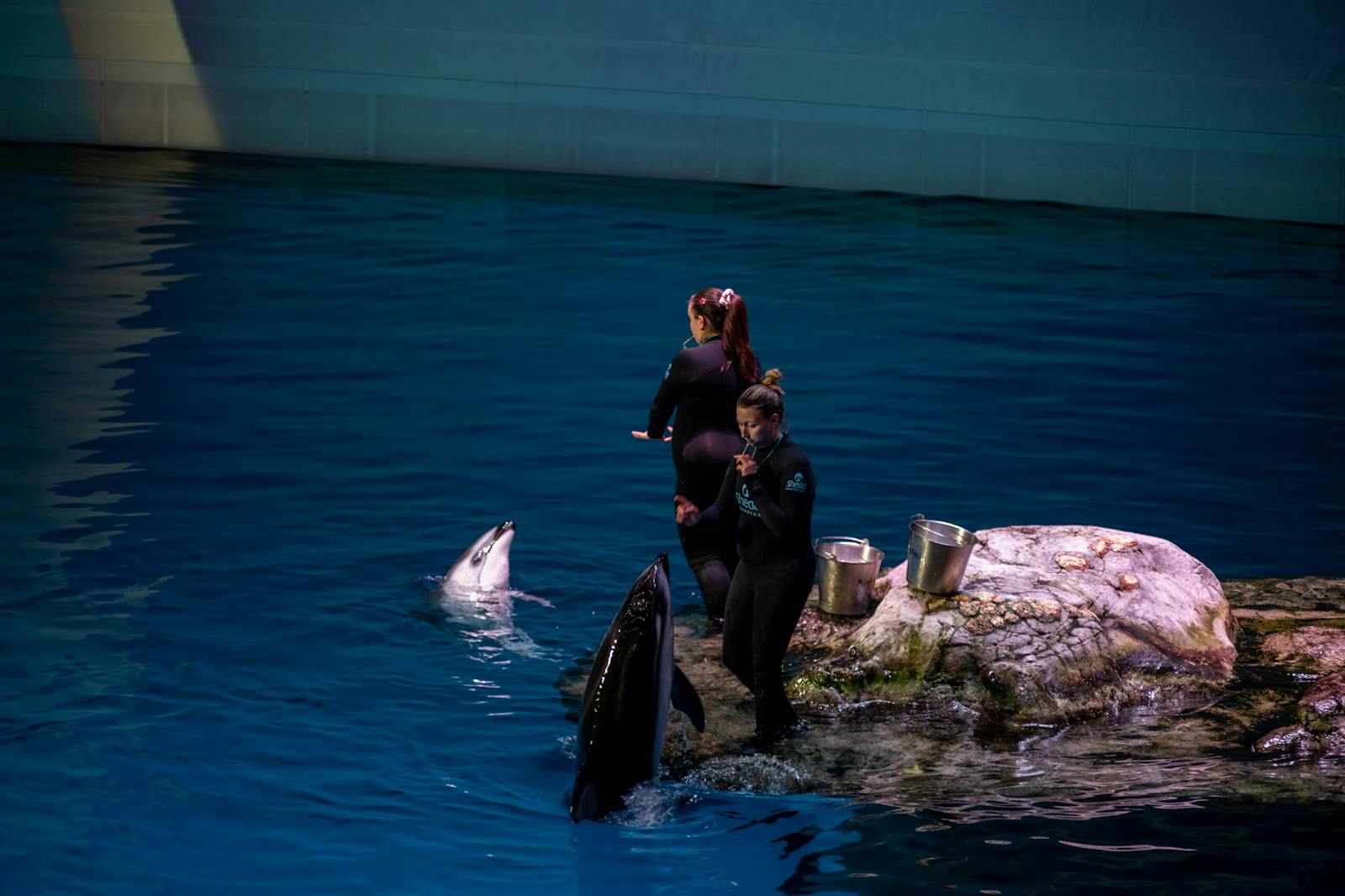 A man and a woman in a pool with a whale