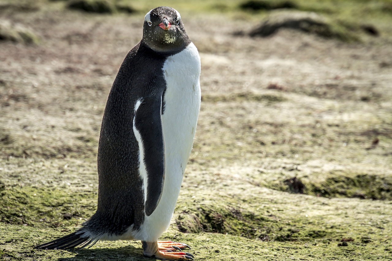 penguin, beach, bird