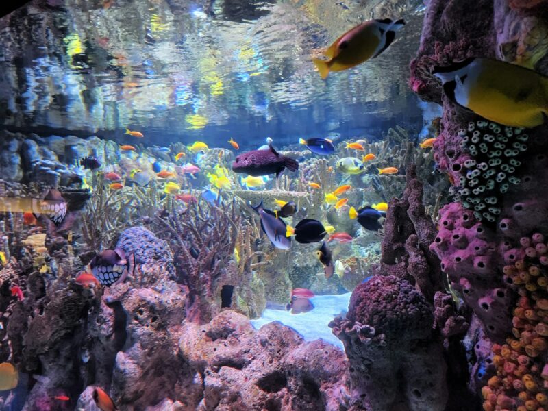 a large aquarium filled with lots of colorful fish