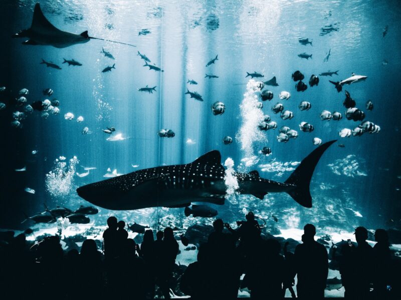 10 best aquariums in the US