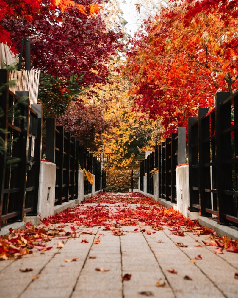 a gate with trees around it, vancouver, fall