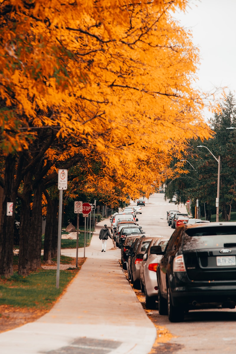 vehicles parked beside tree