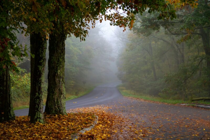 a road surrounded by trees in the middle of a forest, national parks