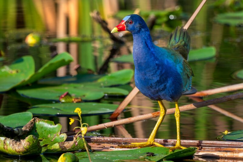 a blue bird is standing on a stick in the water, Everglades